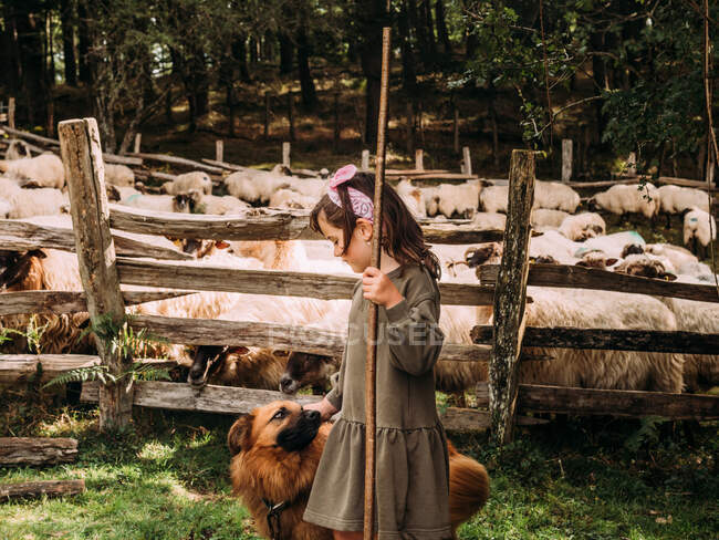 Бічний вид на милу маленьку дівчинку, яка пестить слухняного Баскського пса поблизу огорожі з стадом овець на фермі. — стокове фото