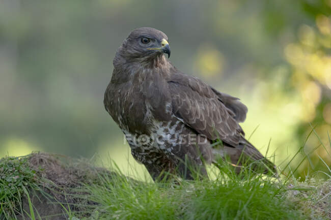 Side view of predatory bird golden eagle from family Accipitridae in wildlife among lush trees — Stock Photo
