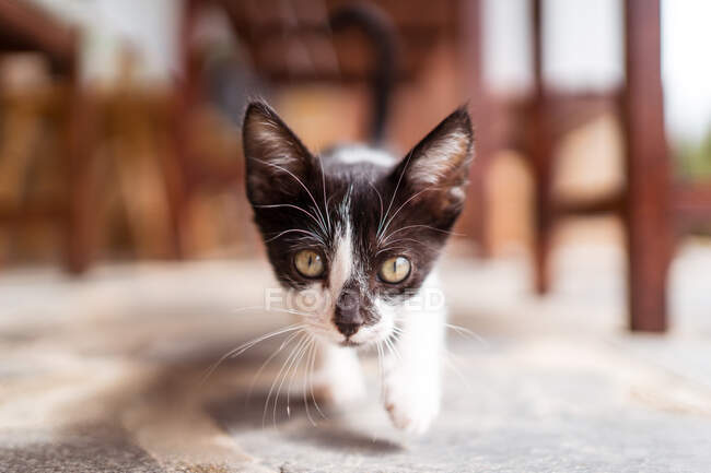 Mignonne muselière chaton avec manteau noir et blanc regardant la caméra en journée sur fond flou — Photo de stock