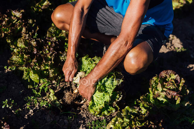 Von oben von der Ernte gesichtsloser männlicher Bauer, der grünen Salat sammelt, der während der Erntezeit auf dem Land im Boden auf landwirtschaftlichen Plantagen wächst — Stockfoto