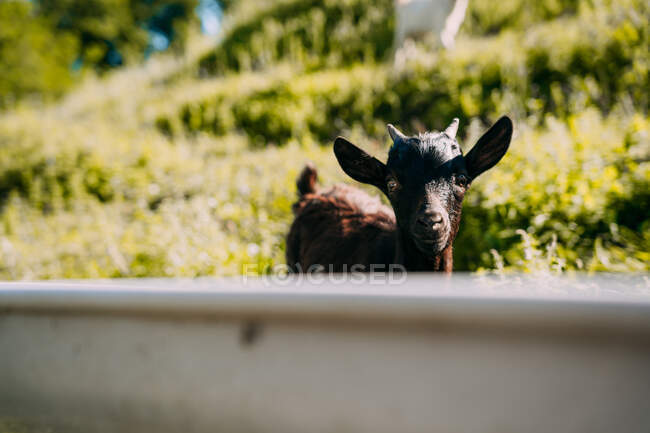 Small cute white brown fluffy goat standing on green grassy slope and staring at camera with wooden fence on blurred background on summer day — Stock Photo