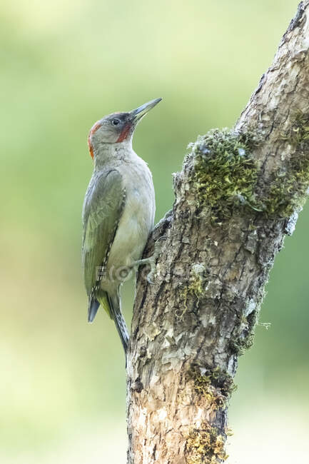 Side view of European green woodpecker bright red crown sitting on tree trunk on sunny day in nature — Stock Photo