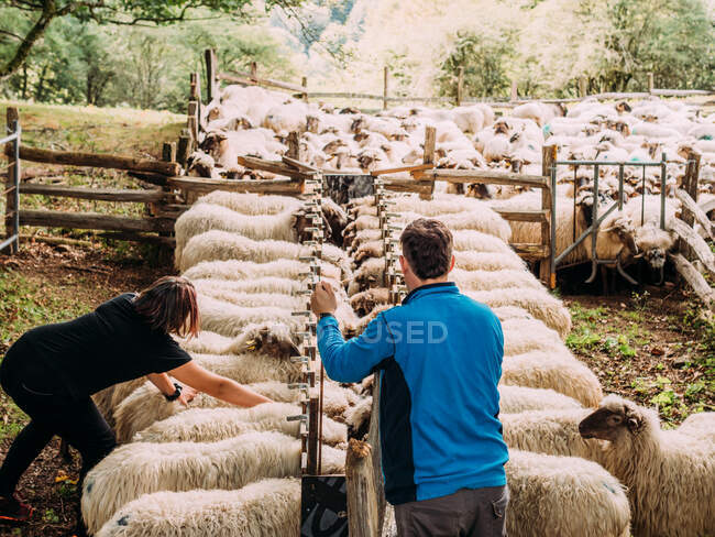 Agricoltori irriconoscibili di sesso maschile e femminile in abiti casual che guidano gregge di pecore verso mangiatoia in cortile — Foto stock