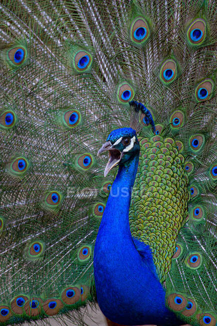 Graceful male Indian peafowl with bright blue body and spread colorful tale feathers in daytime — Stock Photo