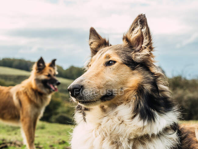 Adorable atento y esponjoso Rough Collie y Pastor Garafiano perros de pie en el prado herboso y mirando hacia otro lado en valle montañoso bajo el cielo nublado - foto de stock