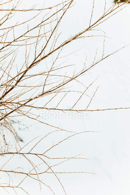 Hoher Winkel der dünnen langen Äste der blattlosen Pflanze in Madrid in der Wintersaison — Stockfoto