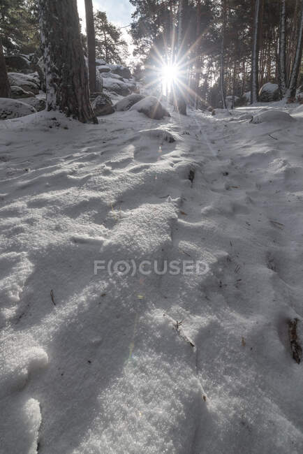 Verschneiter Boden in der Nähe hoher Bäume mit Raureif bedeckt wächst in Wäldern mit hellem Sonnenlicht an kalten Wintertagen im Nationalpark — Stockfoto