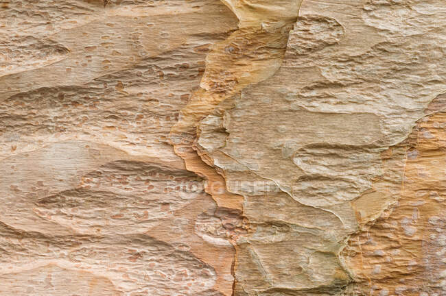 Textured bark of a Chinese Red Birch (Betula albosinensis) — Stock Photo