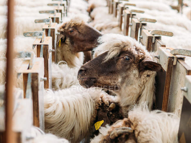 Alimentación de ovejas en la granja durante el día mientras espera para obtener marcas en la lana - foto de stock