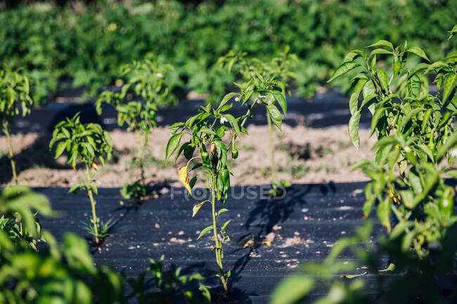 Muchas filas de plántulas de tomate con hojas verdes creciendo en filas bajo la luz del sol en el jardín botánico en el día soleado de verano - foto de stock