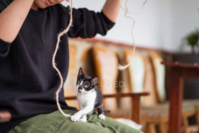 Crop unrecognizable woman wit rope playing with cute kitty standing on hind legs in house — Stock Photo