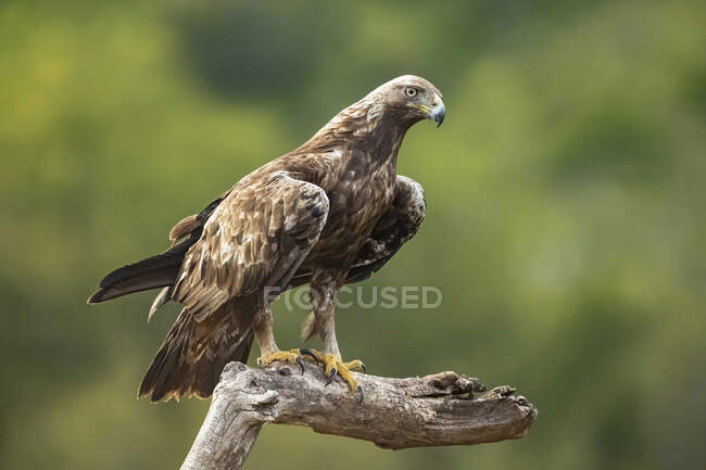 Vista laterale del singolo predatore Aquila chrysaetos uccello rapace seduto su legno secco alla deriva tra le piante in natura — Foto stock