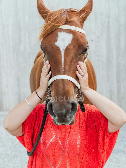 Cultivo anónimo hembra ocultar la cara detrás de hocico de castaño caballo en arnés en paddock - foto de stock