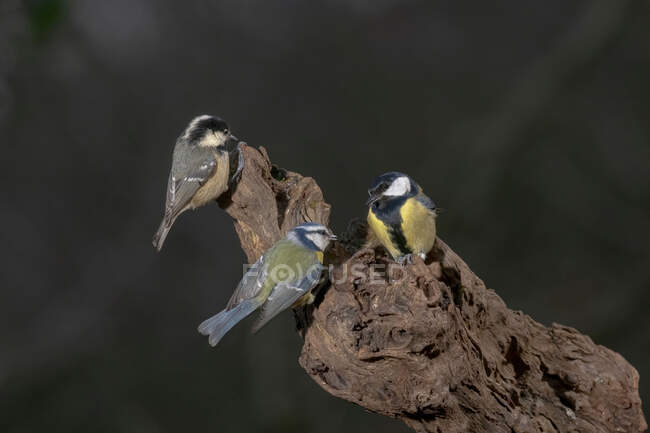 From above of adorable great tit birds with gray and yellow plumage sitting on rough tree trunk on sunny day — Stock Photo