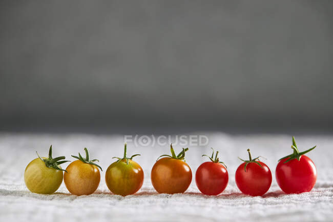 Fila de tomates cherry verdes y maduros que muestran etapa de maduración en gasa blanca - foto de stock