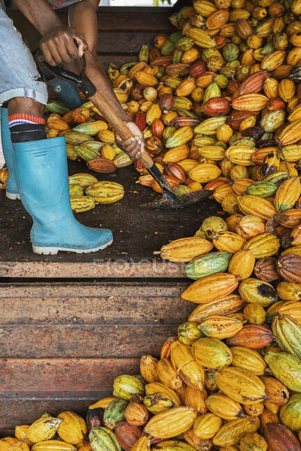 Побочный вид на урожай неузнаваемый черный мужчина в резиновых сапогах, стоящий с лопатой и очищающий землю возле кучи капсул какао во время сезона уборки на острове Со Том и Прнсипи — стоковое фото
