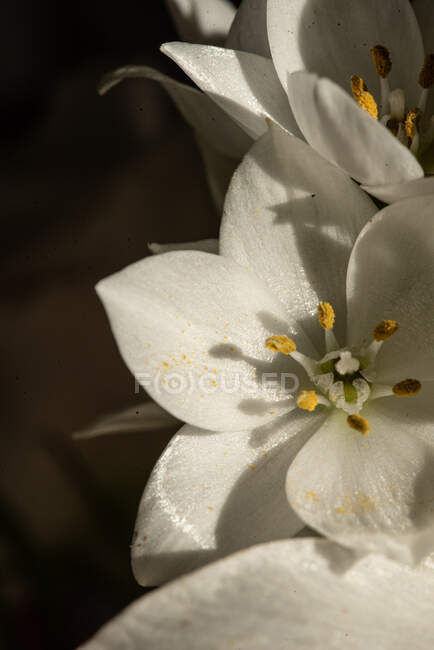 Top view of blossoming lush bud of white lilies eustoma at daylight — Stock Photo