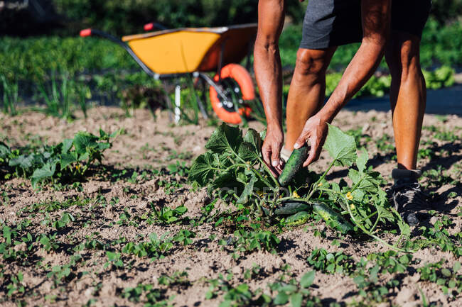 Садовник собирает спелый зеленый огурец, растущий на почве, с листьями на сельскохозяйственном поле в солнечной сельской местности с тачкой. — стоковое фото