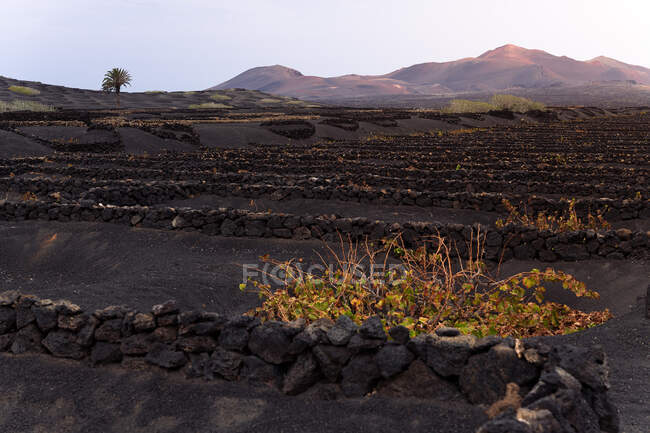 Pittoresca veduta delle viti in fila che crescono contro la magnifica montagna in Geria Lanzarote Isole Canarie Spagna — Foto stock