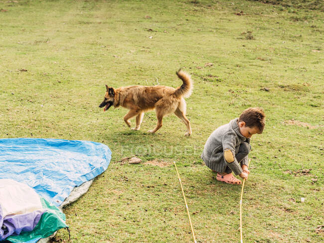 Side view of adorable little boy in knitted jacket sitting on haunches and playing with wooden stick near curious Pastor Garafiano dog walking on grassy meadow near camping tent — Stock Photo