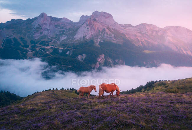 Cavalos castanhos com potro pequeno pastando em encosta gramínea em terreno montanhoso com formações rochosas na natureza com névoa — Fotografia de Stock