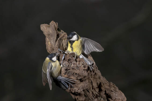 From above of adorable great tit birds with gray and yellow plumage sitting on rough tree trunk on sunny day — Foto stock