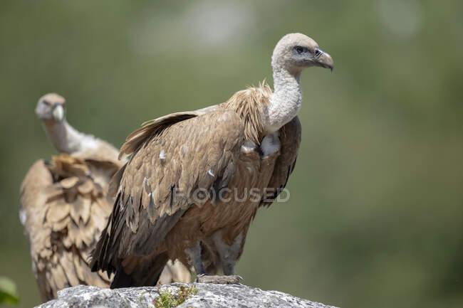 Selvatici grandi uccelli rapaci Gyps fulvus della famiglia falco nel paesaggio roccioso in altopiano — Foto stock