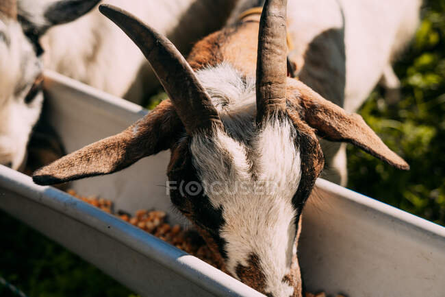 Свыше трех коз с белым и коричневым пушистым мехом, поедающих вместе металлический корм для скота, наполненный кормом фермерами вручную в солнечный день — стоковое фото