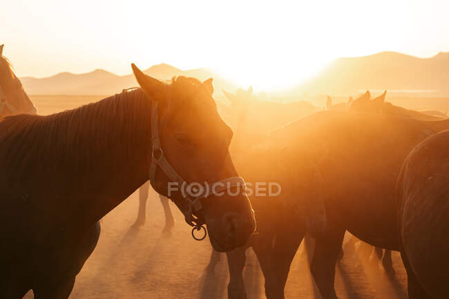 Herd of horses standing in dusty countryside against background of mountains in bright back lit of sunset light — Stock Photo