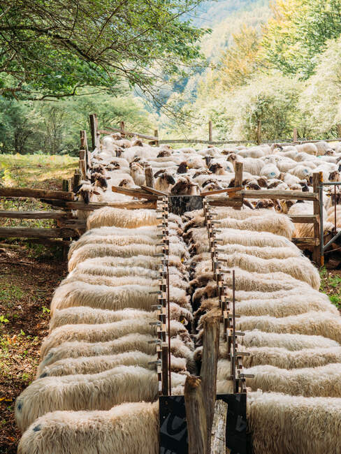 From above sheep feeding in farm in daytime while waiting to get markings on wool — Stock Photo