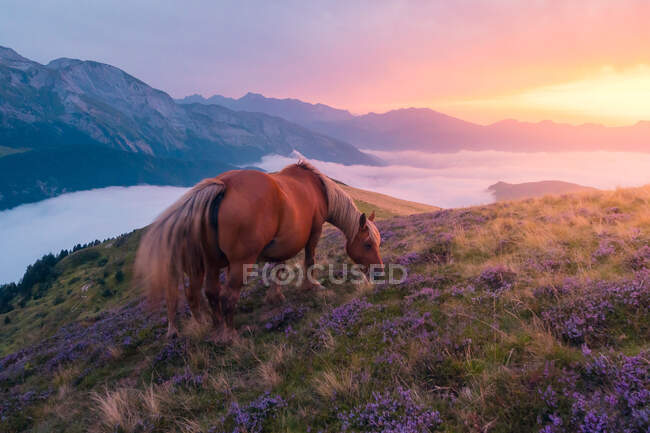 Cavalo castanho com potro pequeno pastando em encosta gramínea em terreno montanhoso com formações rochosas na natureza com névoa — Fotografia de Stock