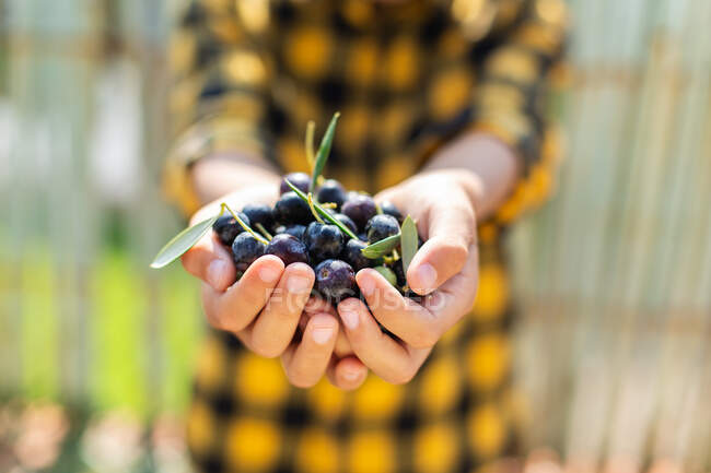 Аноним урожая горсть свежих собранных черных и зеленых оливок, стоящих в сельской местности во время сбора урожая в летний день — стоковое фото