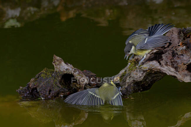 Entzückende gelbe Brust Parus major passerine Vögel sitzen auf einem abgebrochenen Baumstumpf im Teichwasser — Stockfoto