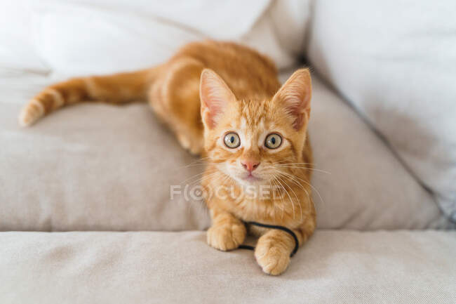 Mignonne muselière chaton avec manteau marron regardant la caméra couchée sur le canapé jouant avec cravate de cheveux en journée sur fond flou — Photo de stock