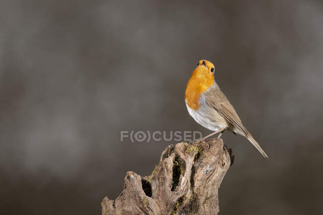 Side view of adorable small Erithacus rubecula songbird sitting on wood trunk in nature — Stock Photo