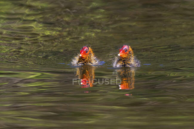 Flauschige junge Blässhühner schwimmen am sonnigen Tag im Park im Wasser des plätschernden Sees — Stockfoto