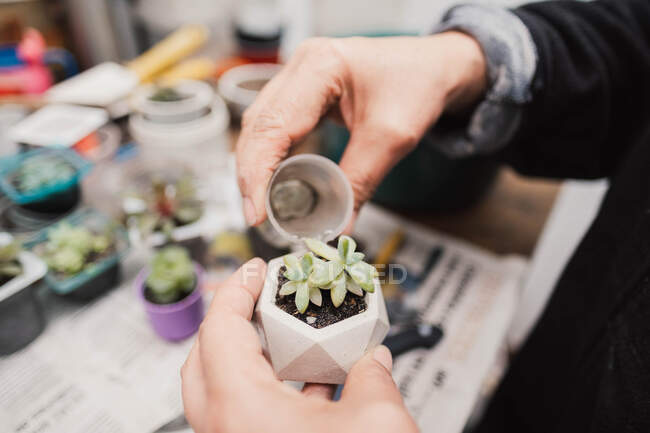 De la culture pf ci-dessus jardinier anonyme arrosage choux doux de plantes succulentes en pot à partir de petits pots dans la pièce lumineuse — Photo de stock