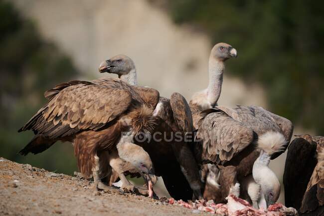 Predatory griffon vultures with brown feathers eating raw fresh meat on sunny day in natural habitat in Pyrenees — Stock Photo