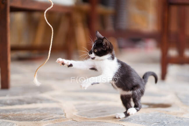 Adorável gatinho jogando no terraço — Fotografia de Stock