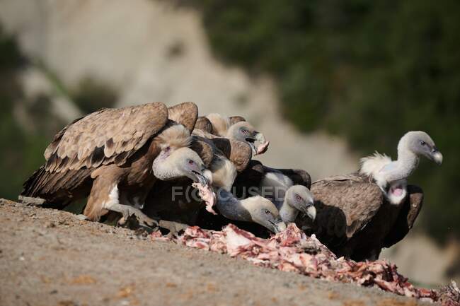 Vautours griffons prédateurs à plumes brunes mangeant de la viande fraîche crue par temps ensoleillé dans l'habitat naturel des Pyrénées — Photo de stock