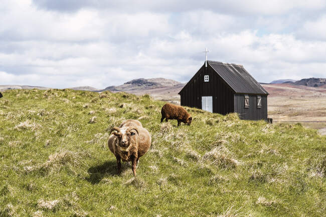 Fluffy ovejas pastando sobre hierba verde en el campo contra la iglesia de madera negro con cruz blanca en el campo en Islandia durante el día - foto de stock