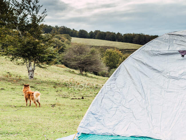 Cão de raça pura com cauda fofa em pé no prado gramado e olhando para longe perto de barraca de acampamento no vale montanhoso — Fotografia de Stock