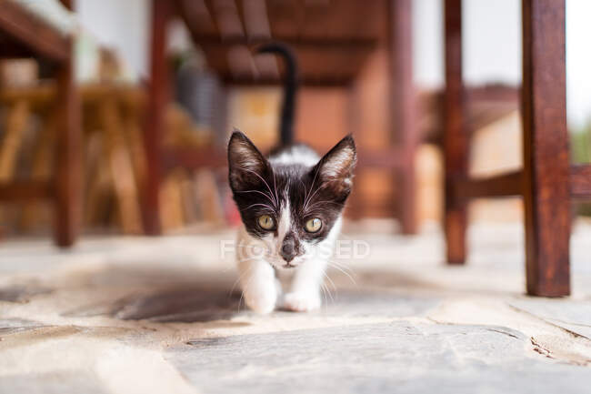 Cute kitten muzzle with black and white coat looking at camera in daytime on blurred background — Stock Photo