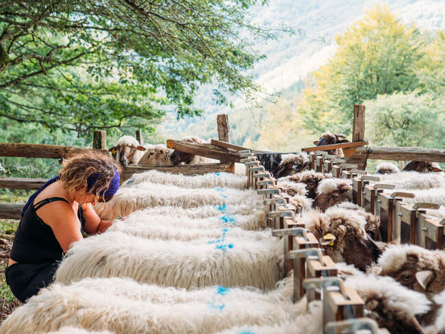 Side view of young female farmer in casual clothes taking care of herd of sheep feeding in farmland on sunny day — Stock Photo