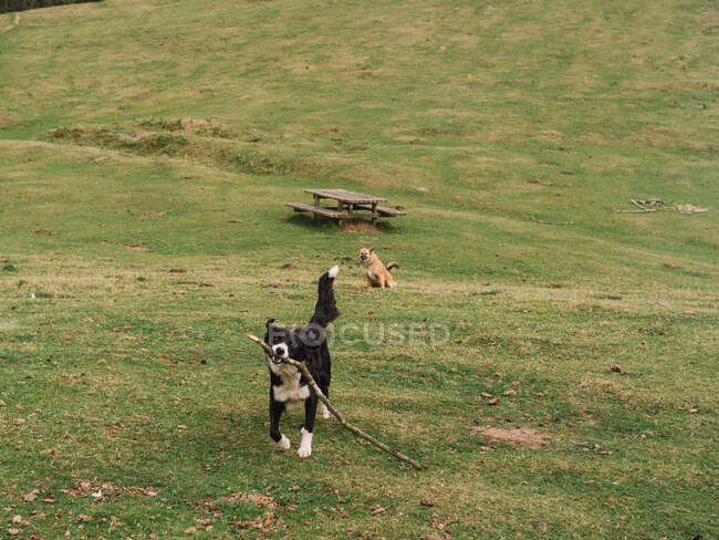 Entzückende verspielte Hunde mit Ast, die an Sommertagen auf einer Wiese mit Holztisch und Bänken im Grünen laufen — Stockfoto