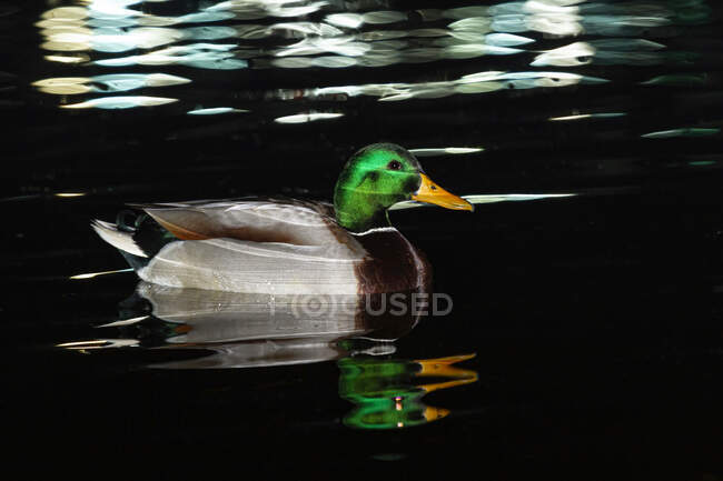 Vista lateral do pato selvagem macho gracioso com cabeça verde e bico amarelo flutuando na água do lago no dia ensolarado — Fotografia de Stock