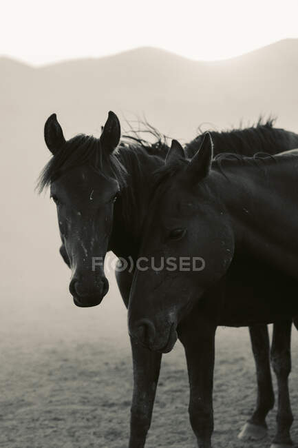 Couple noir et blanc de chevaux debout sur le terrain dans la campagne contre les montagnes dans un champ sec en Turquie — Photo de stock