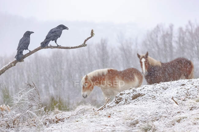 Vista laterale di corvi carogne attenti seduti su ramo d'albero vicino aggraziati cavalli Haflinger nella foresta innevata con alberi privi di foglie nella nebbia giorno d'inverno — Foto stock