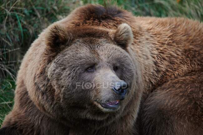 Orso bruno selvatico sdraiato sull'erba sul legno — Foto stock