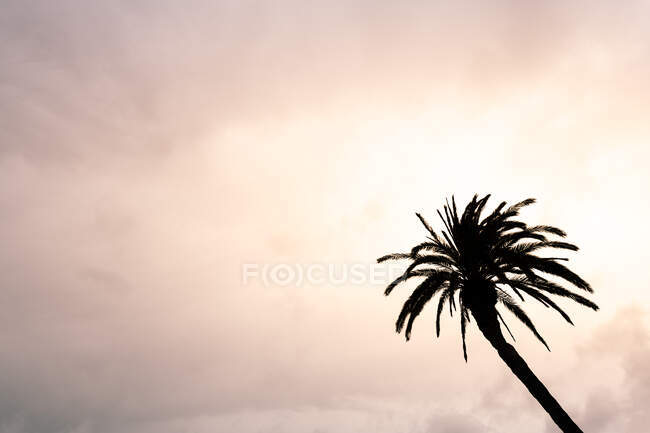 En dessous de la silhouette d'un palmier élevé avec des branches ondulées poussant sous un ciel nuageux au coucher du soleil — Photo de stock